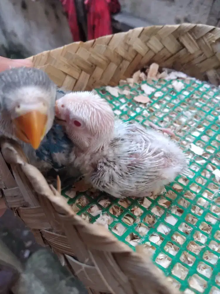 Lolohan Bio Pf Blue & Blue FC