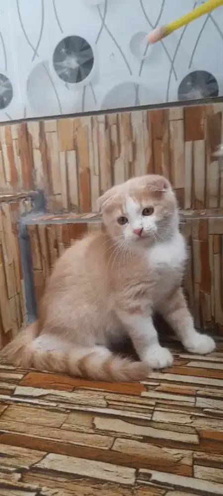 Kitten scottish fold