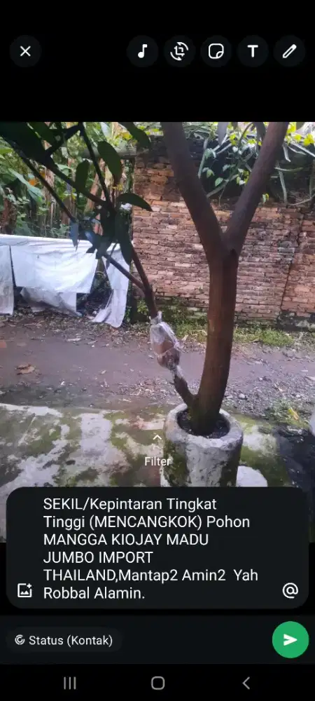 Jual Pohon Mangga Kiojay Madu Jumbo/Thailand Yg CANGKKO