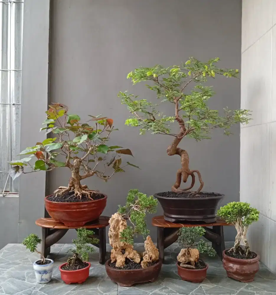 Borong murah bonsai mini 7 pohon