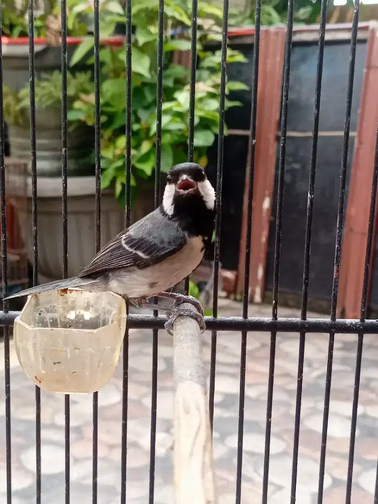 Glatik batu/glatik wingko mulus, no cacat, rajin bunyi