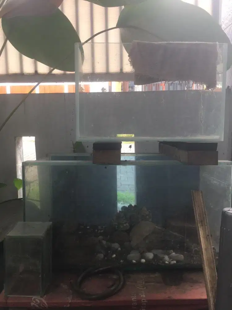aquarium 2 buah
