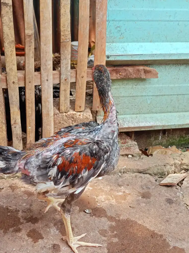 Jual ayam Mangon x Bangkok