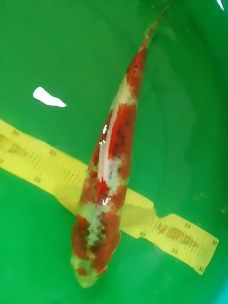 Ikan koi jenis Goshiki merah 40cm