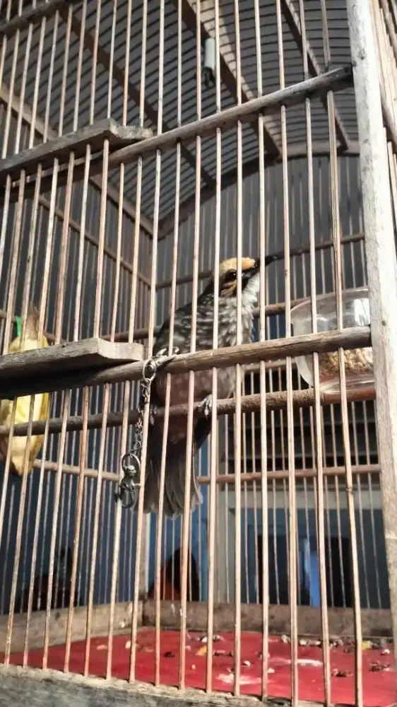 Cucak Rowo jantan dna