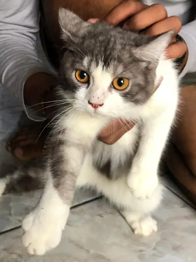 Dijual kucing bersih dan lucu