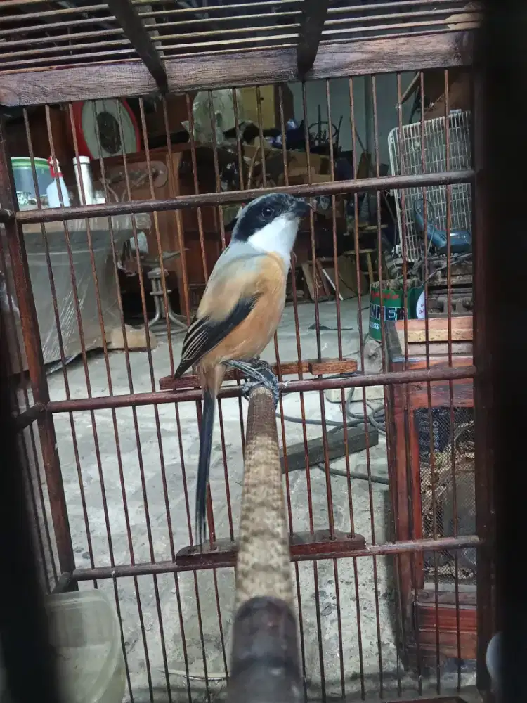 Burung pentet muda hutan gak miyik jinak lalat