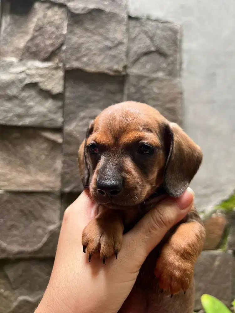 Puppy Mini Dachshund Jantan Anakan Tekel