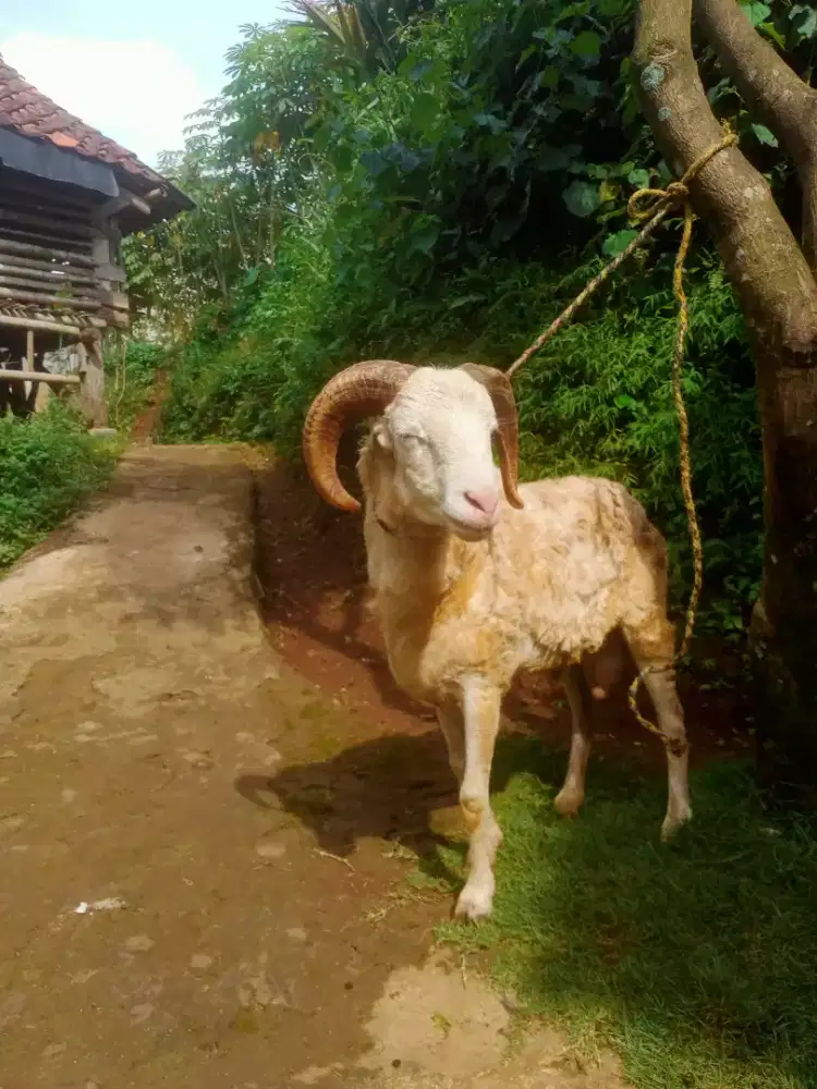 Hewan Domba  Untuk Aqiqah,Nazar,Selamatan,dll