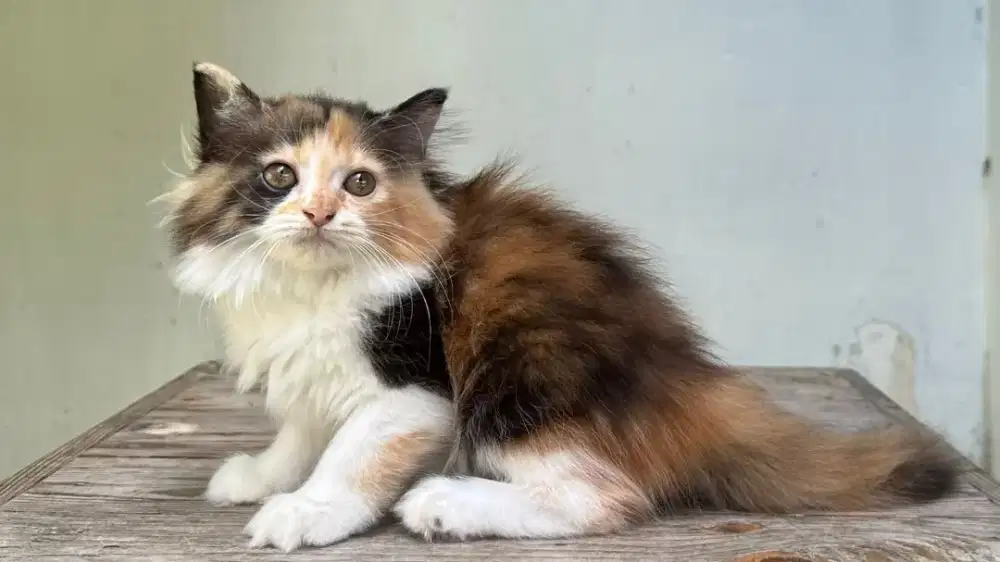 Kucing persia medium nose jantan betina lucu
