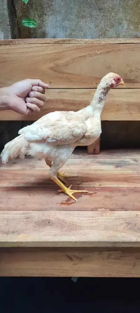 Jual ayam betina dere