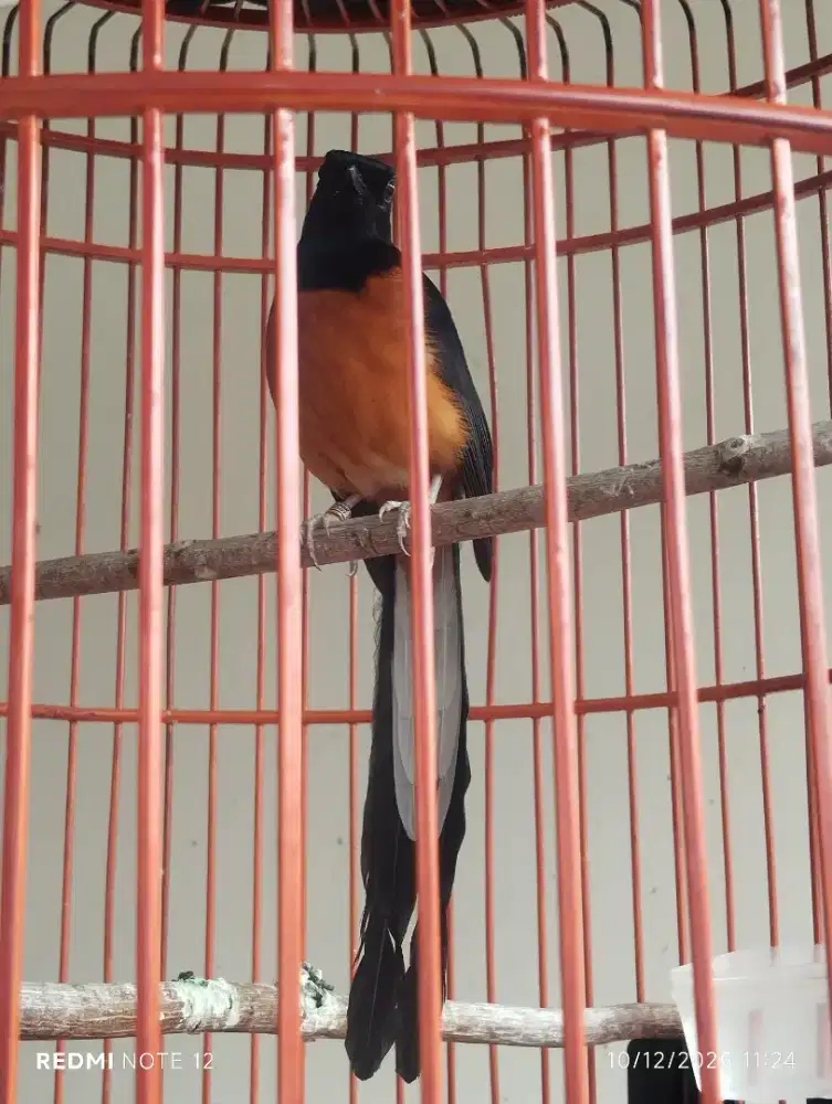 Murai Batu Pastol Original Bahorok Lawas