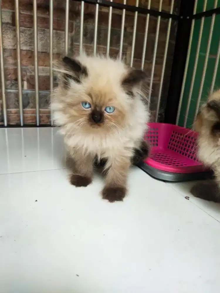 Kucing himalaya lok antapani