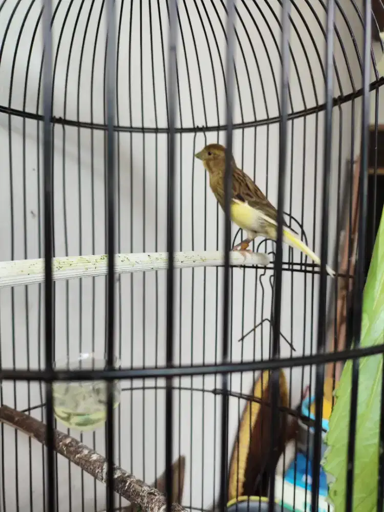 Jual kenari F1sf ring(PAUD)