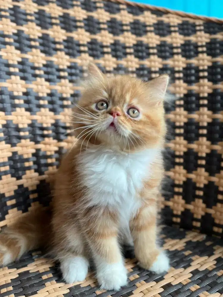 Kucing kitten persia jantan