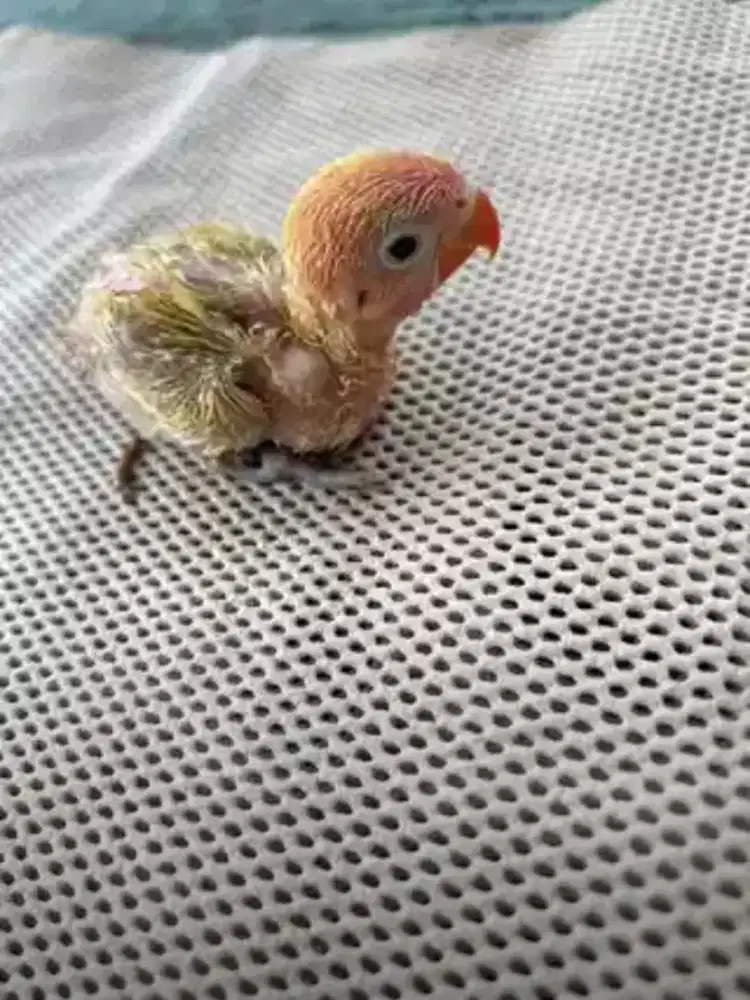 Anakan lovebird/lolohan lovebird