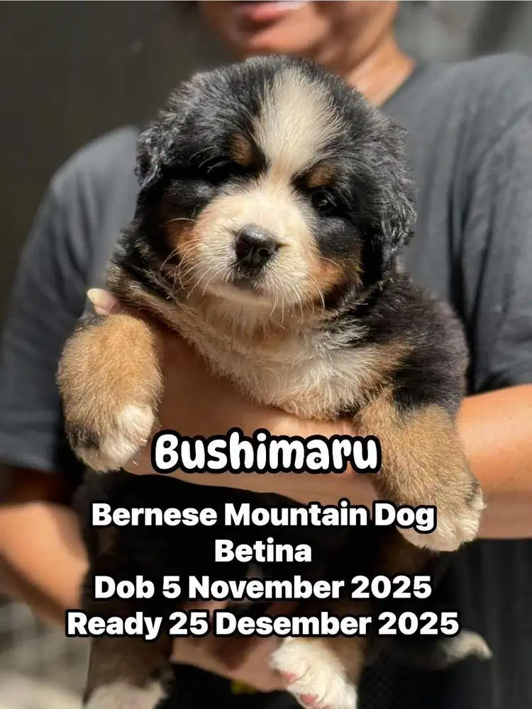 Bernese Mountain Dog