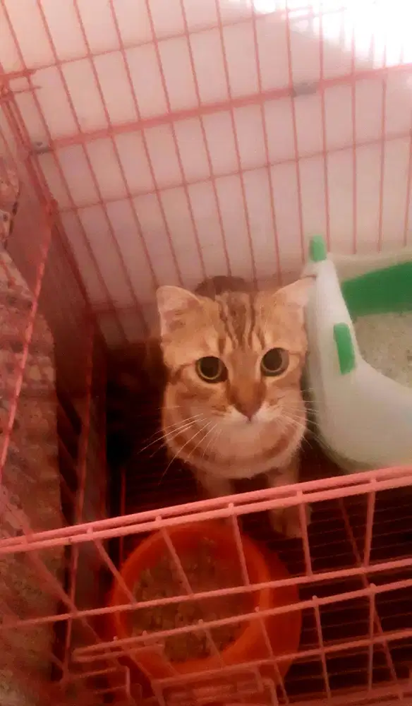 Jual Cepat Murah Borongan 3 Kucing, BSH, Fold, Mainecoon !!