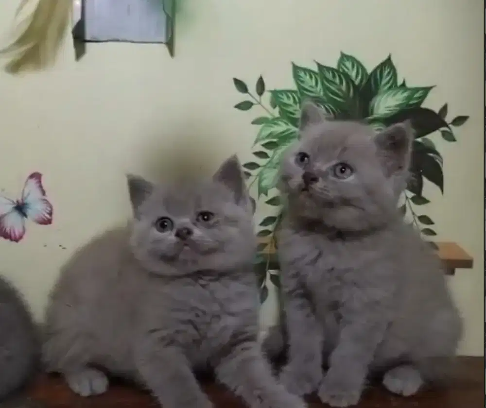 KITTEN BRITISH SHORTHAIR LILAC PURE