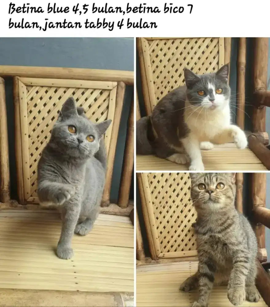 British shorthair (BORONGAN)