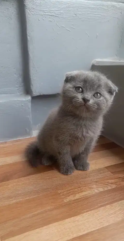 Kitten British shorthair