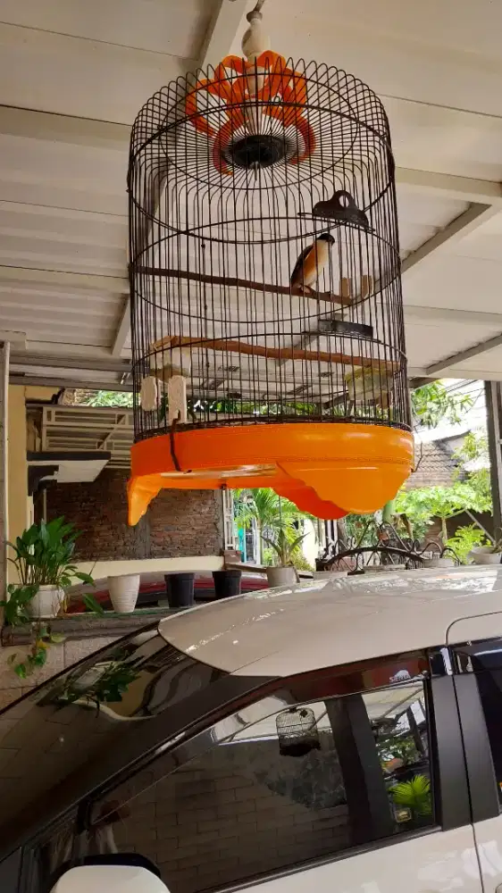 Burung Cendet Fullset