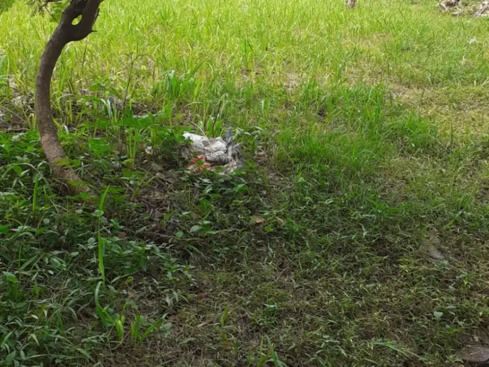 Dijual Kavling Residential di Kencana loka BSD City