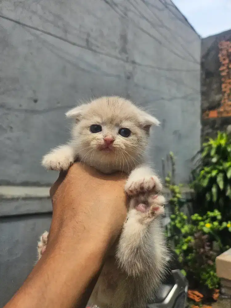 Gaelic Fold NS Jantan Blue Golden Pre Order