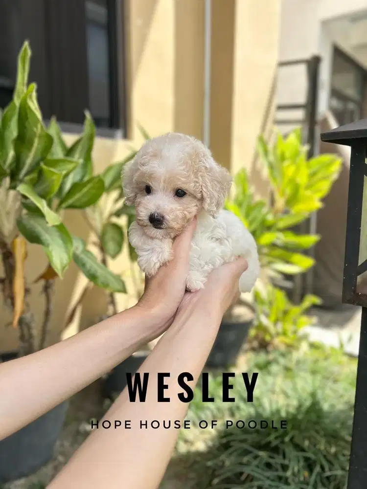 Party tiny poodle jantan stambum vaksin murah