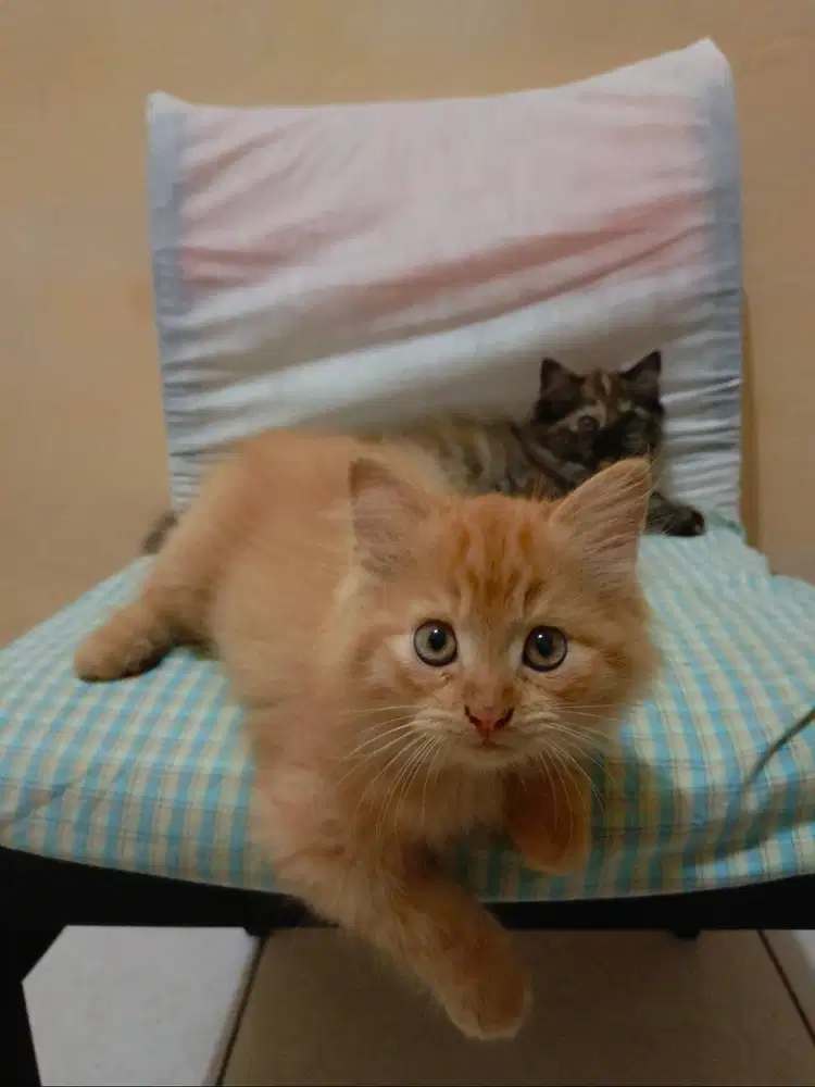 Kitten Persia 2 Bulan Betina