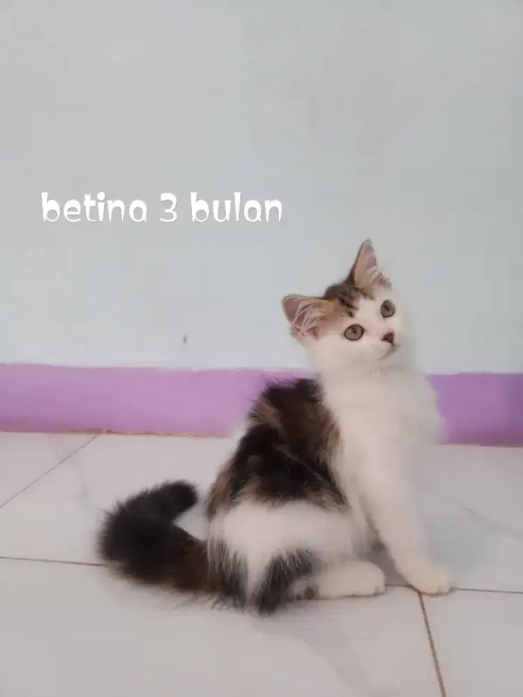 Kucing Persia medium