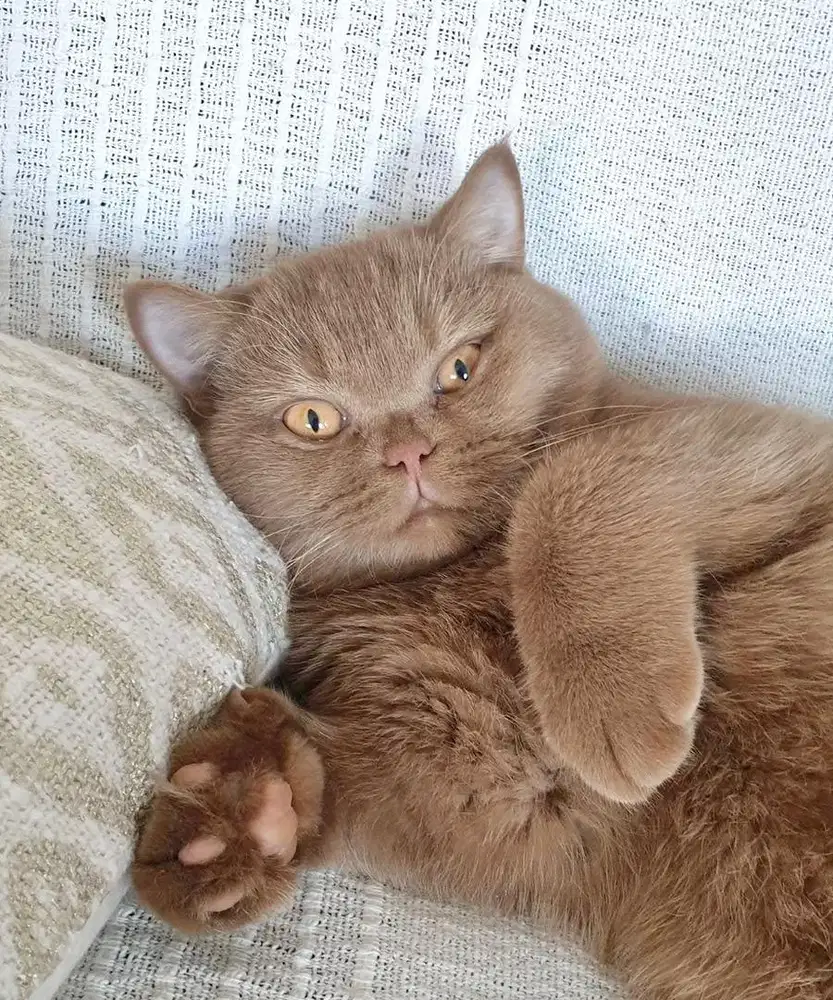 Kucing british shorthair BSH