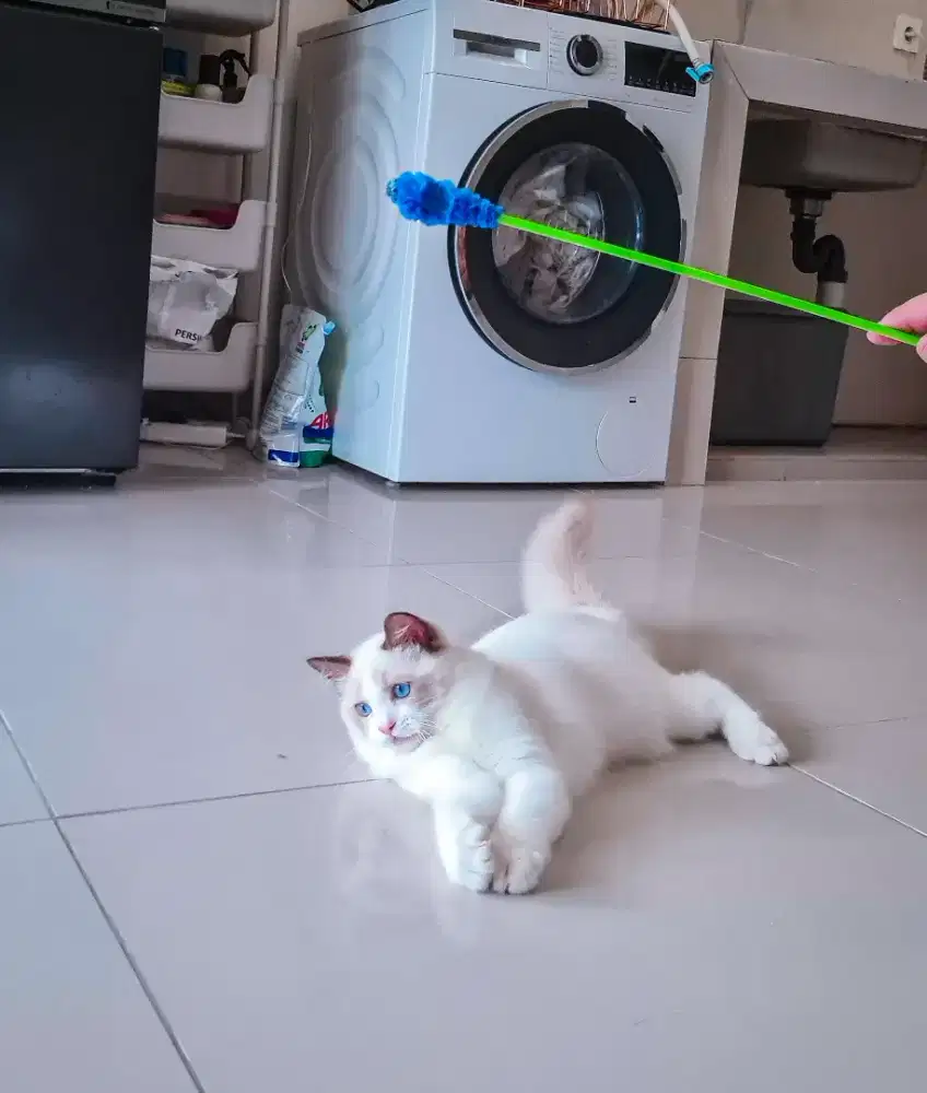 Ragdoll anakan pedigree