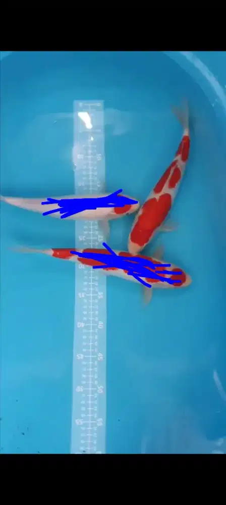 Koi Kohaku 3 Step