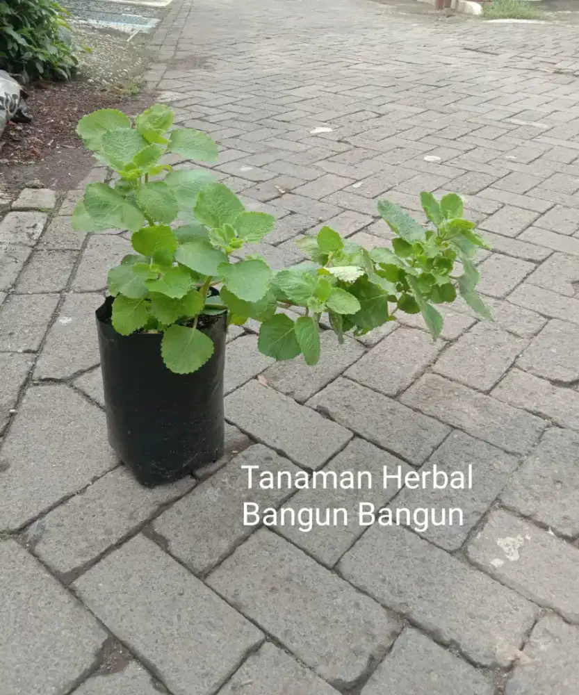 Tanaman Herbal Daun Bangun Bangun