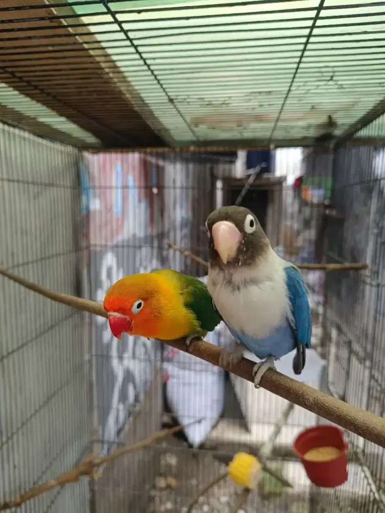 Burung Lovebird sepasang produksi + anak 1