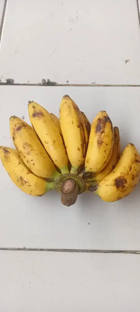 Jual pisang uli dan sejenisnya