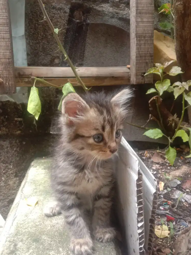 ANAKAN PERSIA JANTAN