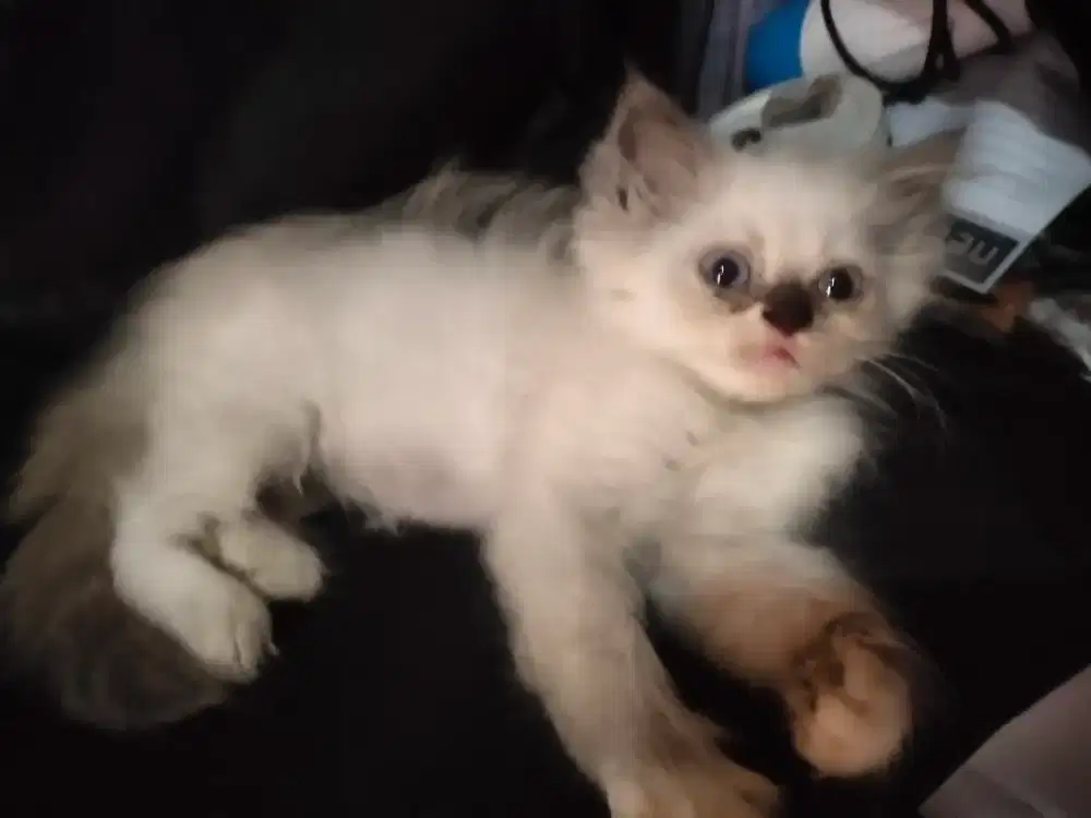 Kucing persia himalaya