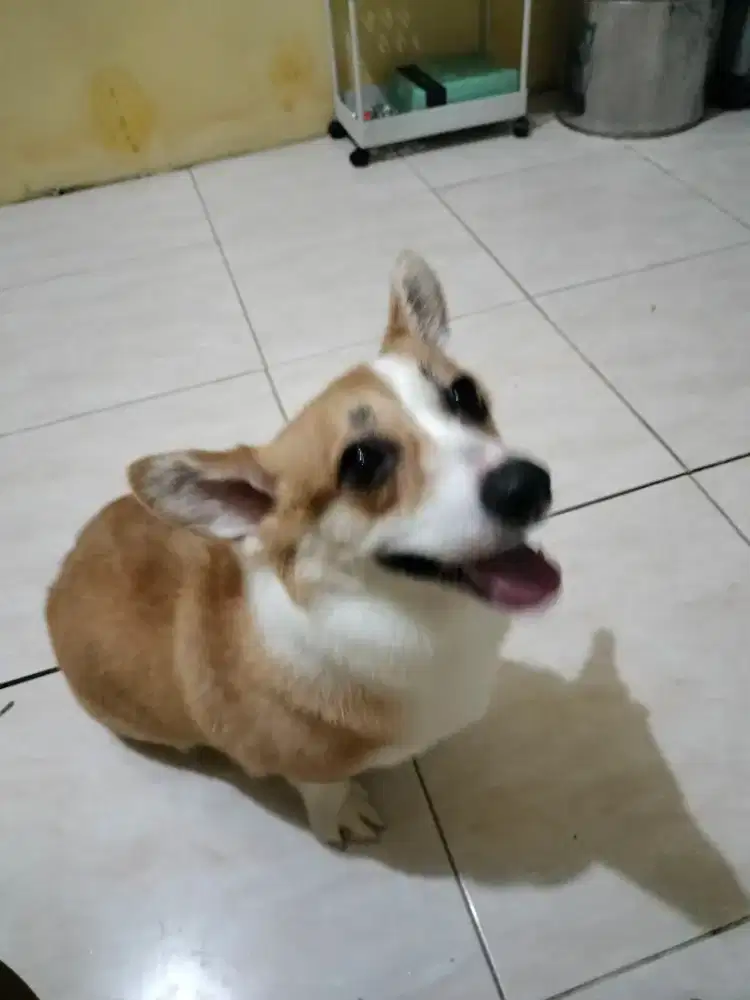 Corgi betina usia 3th