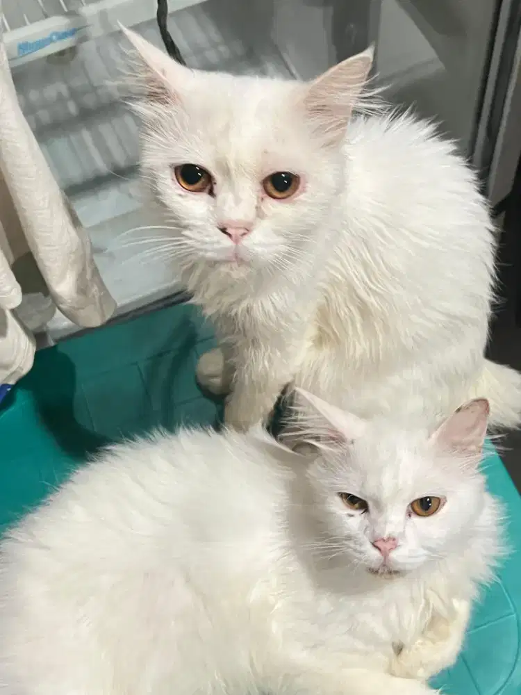 Adopt Kucing Persia Jantan