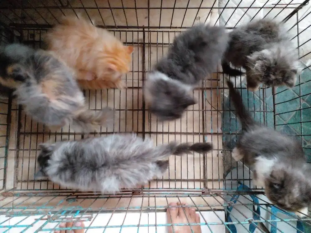 KITTEN PERSIA PEAKNOSE