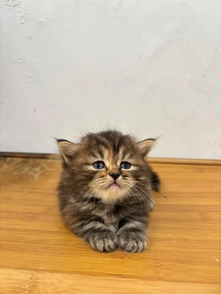 Munchkin kaki pendek