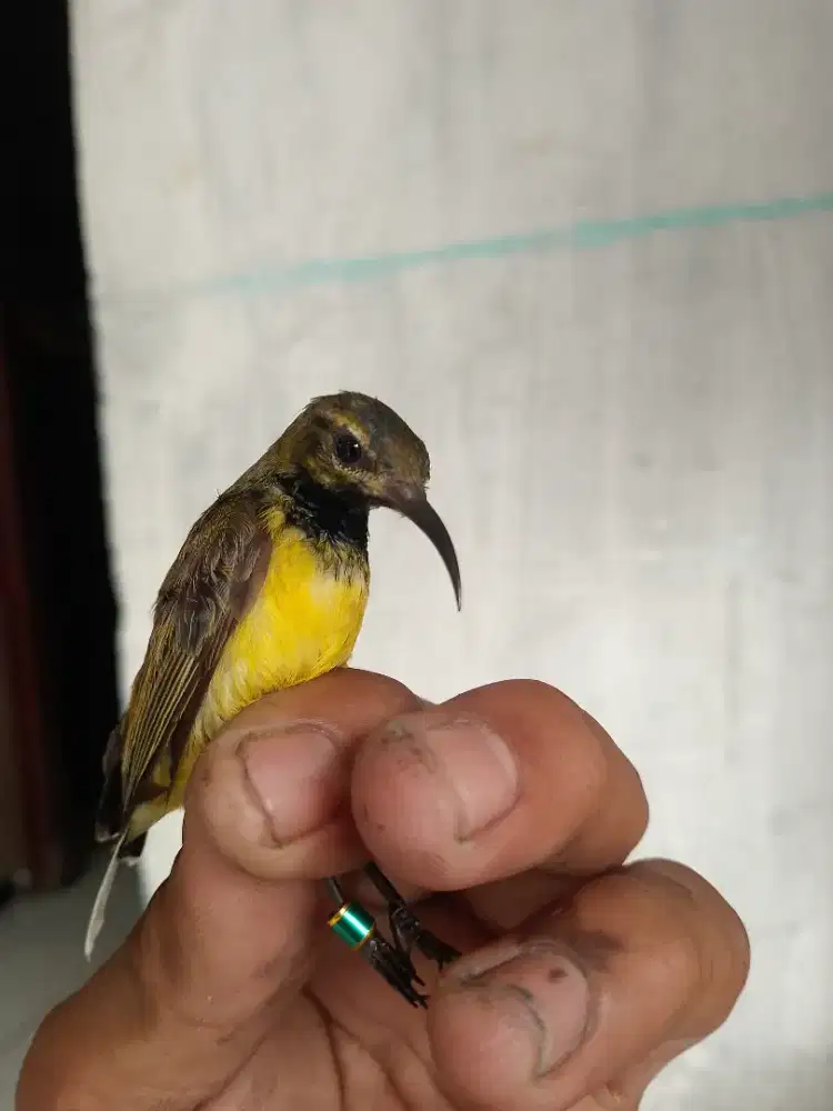 Burung koloni gacor bisa dikirim 2