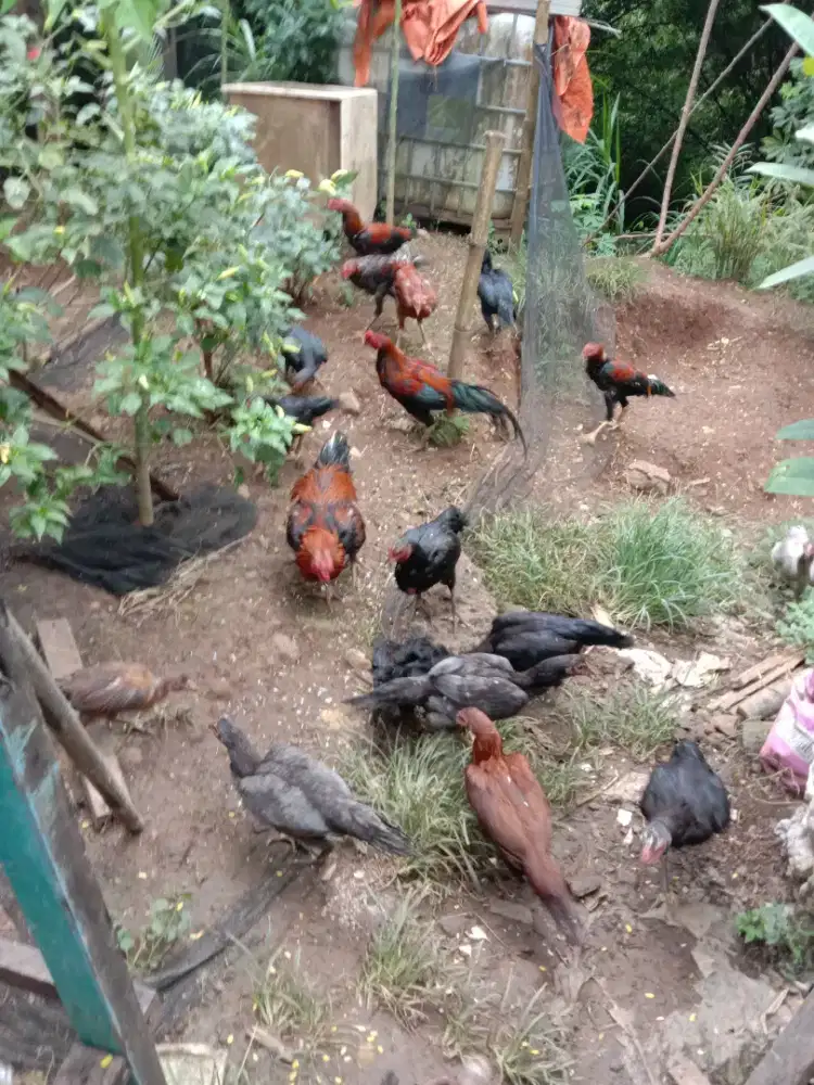 Ayam bangkok batu rante komplit