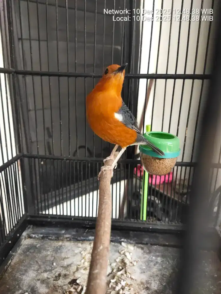 Burung anis merah+sngkar tt/bt ocean lain monggo