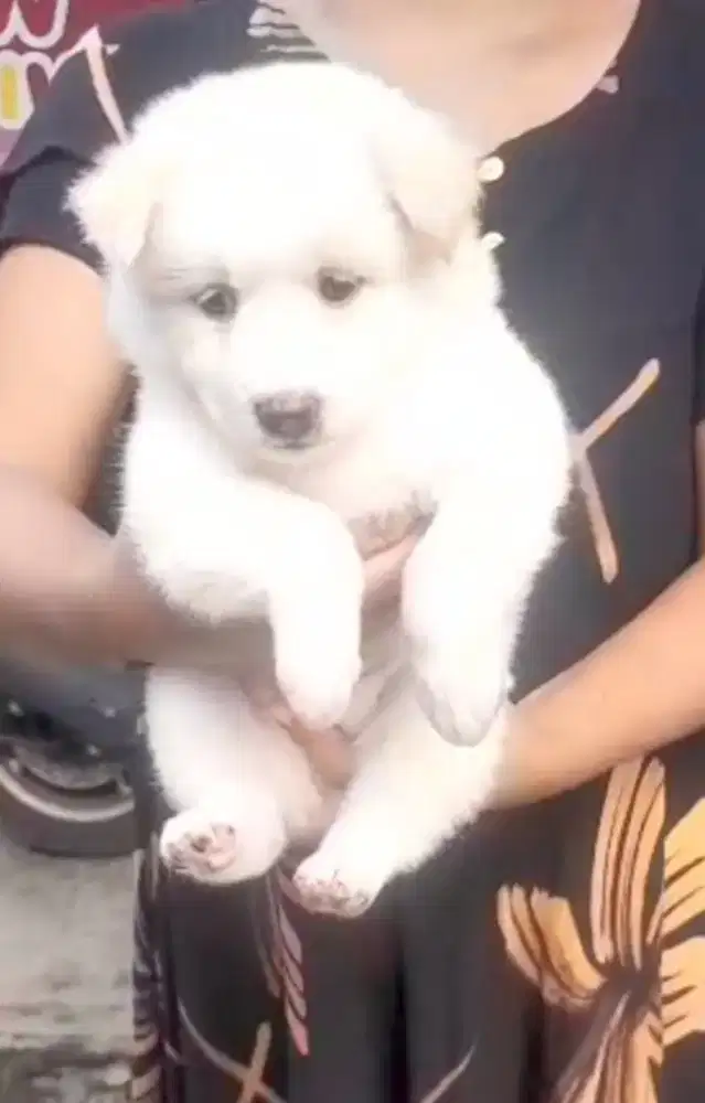 anjing puppy mix kintamani