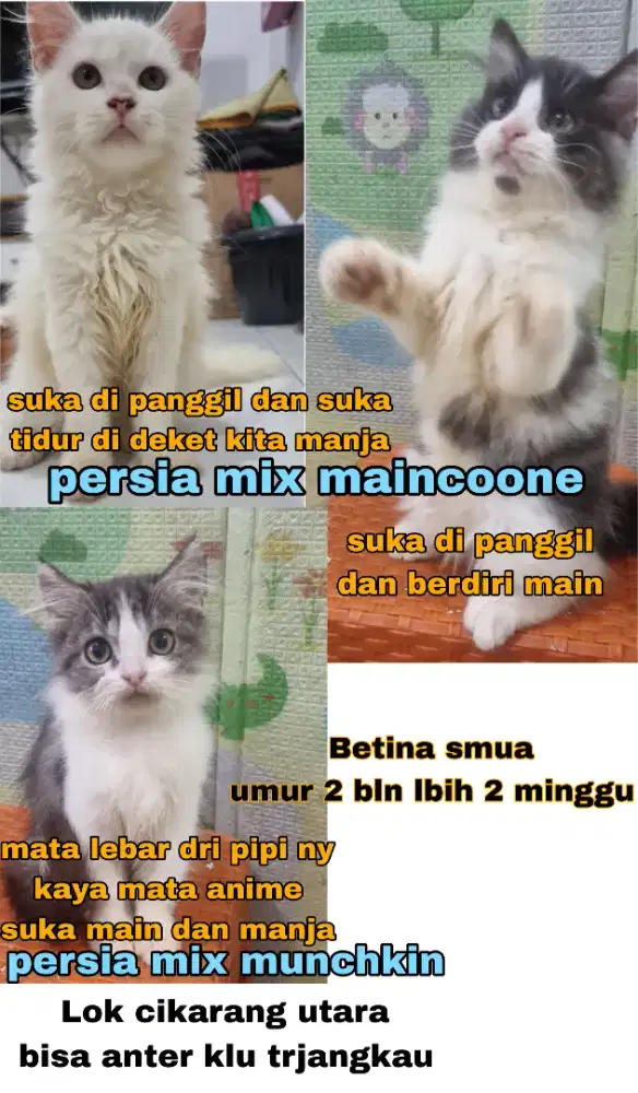 Persia mix maincoone