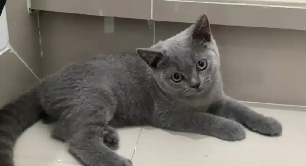 Kucing kitten British shorthair