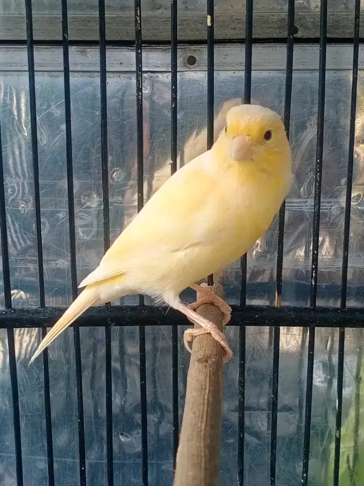 Kenari Beti Loper Big